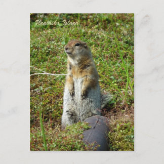 Parkee Squirrel on Unalaska Island Postcard