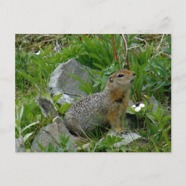 Parkee Squirrel, Unalaska Island Postcard (Front)