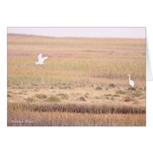 Parker River Wildlife Refuge: Plum Island