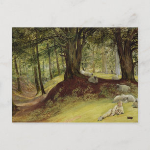 Parkhurst Woods, Abinger, Surrey Postcard