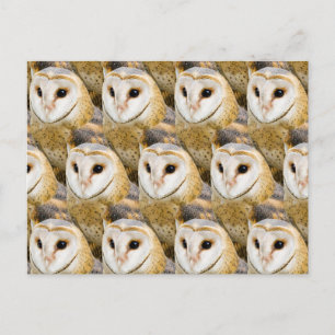 Parliament of Barn Owls Postcard