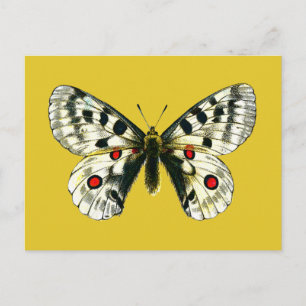 Parnassius apollo butterfly postcard