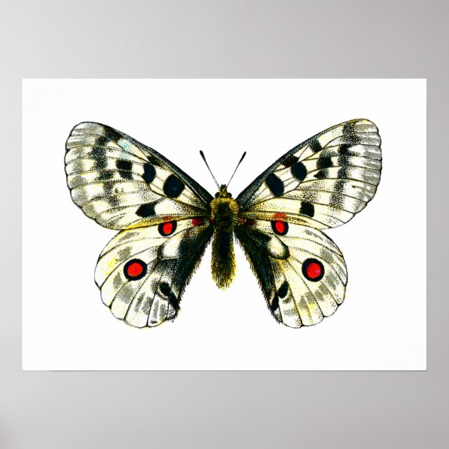 Parnassius apollo butterfly poster (Front)