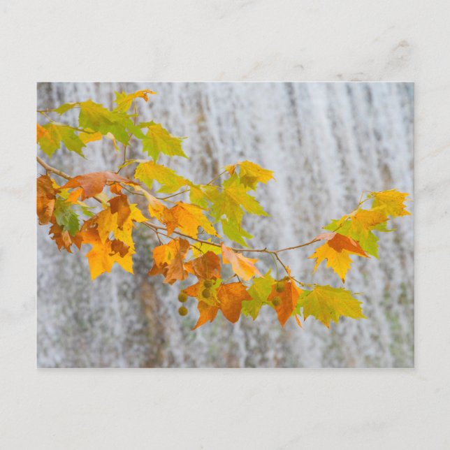 Parque Natural del Monasterio - Fall Leaves Postcard (Front)