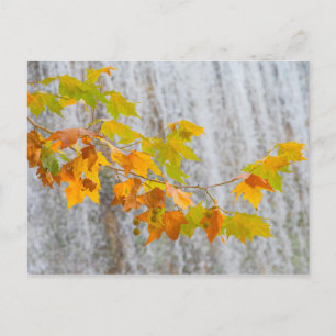 Parque Natural del Monasterio - Fall Leaves Postcard
