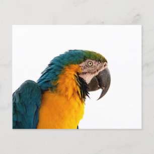 Parrot