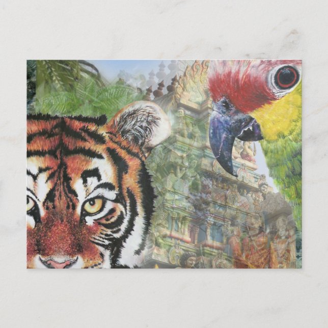 Parrot and tiger postcard (Front)