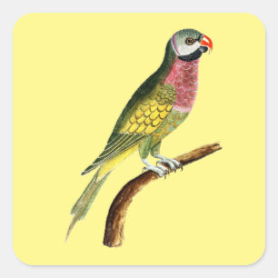 parrot bird animal colourful square sticker