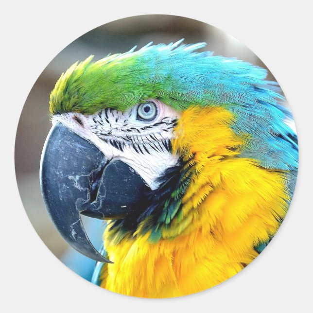Parrot Bird Animal Photo Portrait Classic Round Sticker (Front)