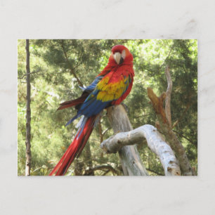 Parrot Bird Red Macaw Pretty Postcard