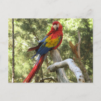 Parrot Bird Red Macaw Pretty Postcard