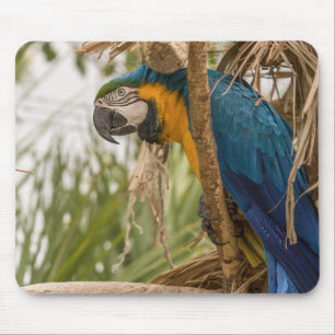 parrot, bird, sitting mouse mat