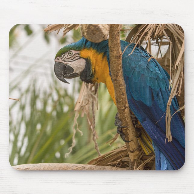 parrot, bird, sitting mouse mat (Front)