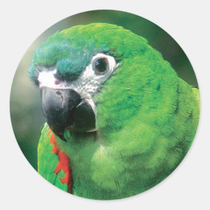 Parrot Bird Stickers