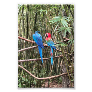 Parrot Bird Tropical Photo 