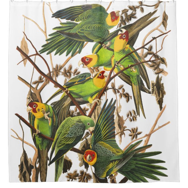 Parrot Birds Wildlife Audubon Shower Curtain (Front)