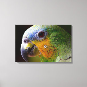 Parrot Canvas Print