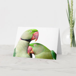 parrot card