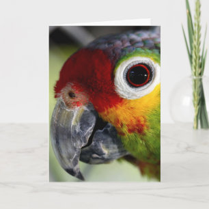 Parrot Card