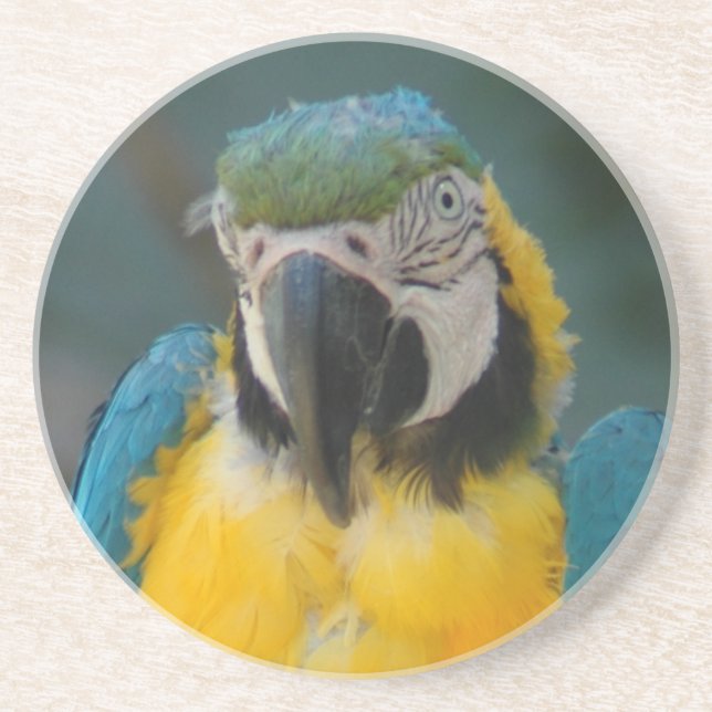 parrot coaster (Front)