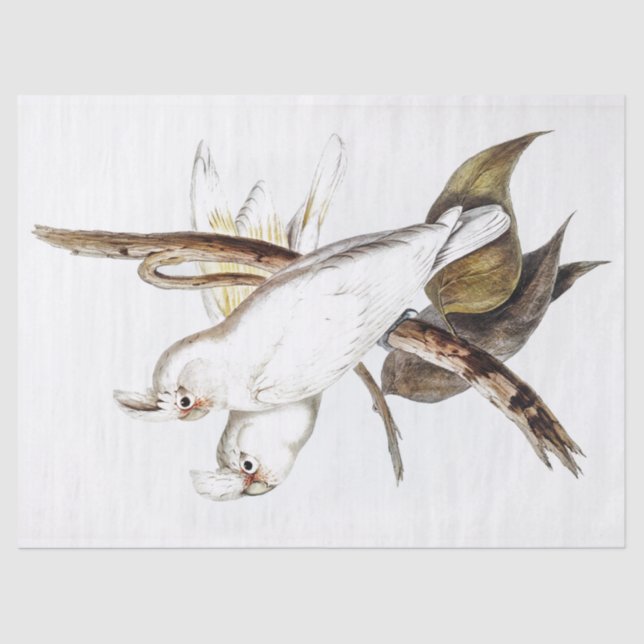 Parrot Cockatoo Bird Vintage Tissue Paper (Front)