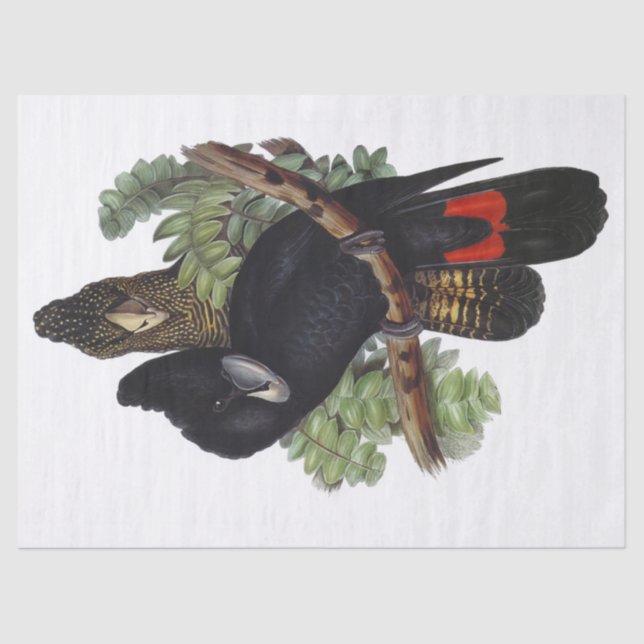 Parrot Cockatoo Bird Vintage Tissue Paper (Front)