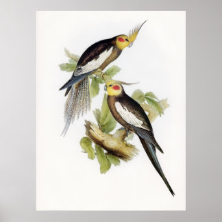 Parrot Cockatoo Cockatiel Art Poster