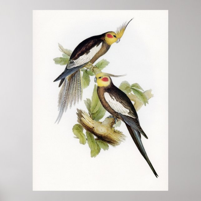 Parrot Cockatoo Cockatiel Art Poster (Front)