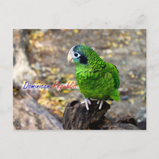 Parrot Dominican Republic PostCard