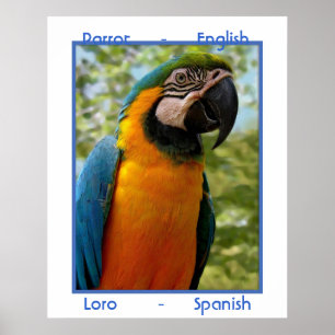 Parrot English, Loro Spanish Poster
