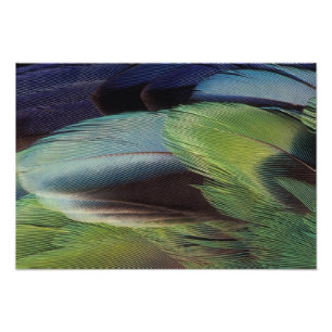 Parrot feather pattern design photo print