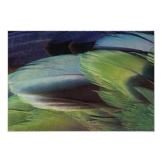 Parrot feather pattern design photo print (Front)