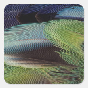 Parrot feather pattern design square sticker