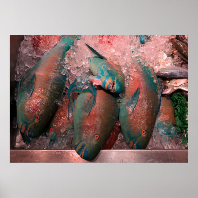 Parrot Fish Poster (Front)