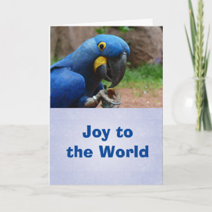 Parrot Happy Holiday Card, envelopes included
