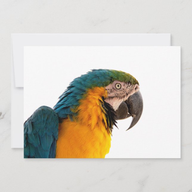 Parrot  holiday card (Front)