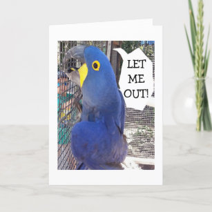 PARROT IN CAGE SAYS LET ME OUT-BIRTHDAY CARD