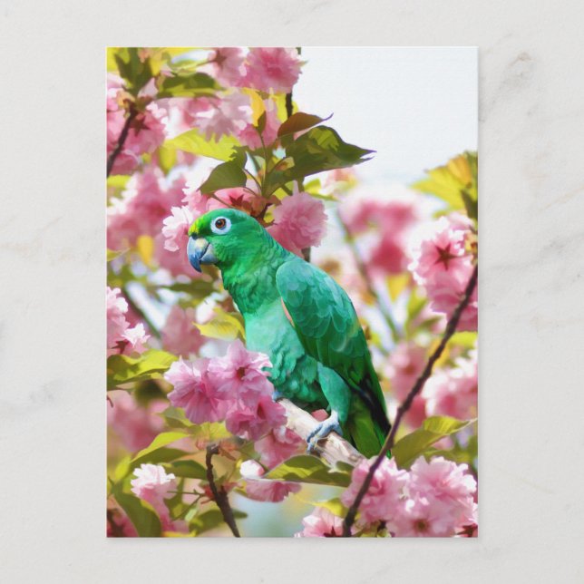 Parrot in Cherry Blossoms Postcard (Front)