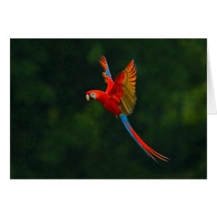 Parrot in Flight