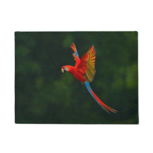 Parrot in Flight