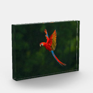 Parrot in Flight Photo Block