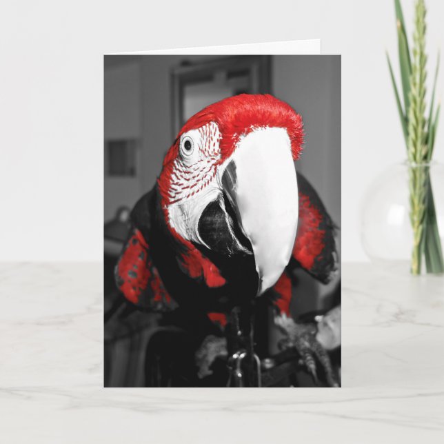 Parrot In Your Face Happy Birthday Card (Front)