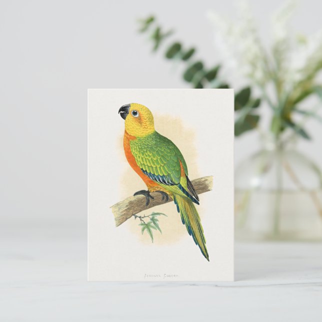 Parrot, Jendaya Conure, Postcard (Standing Front)