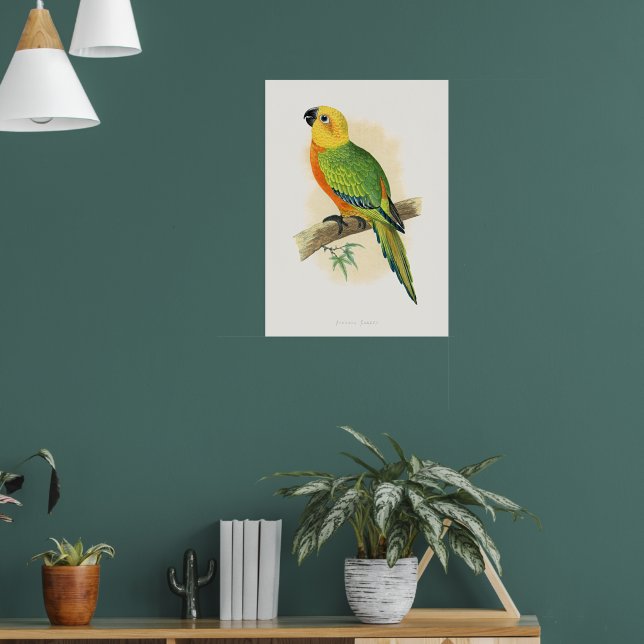 Parrot, Jendaya Conure, Poster (Living Room 1)