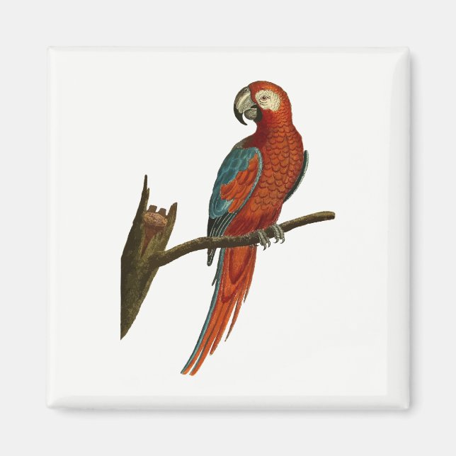 Parrot Magnet (Front)