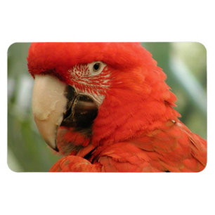 PARROT MAGNET