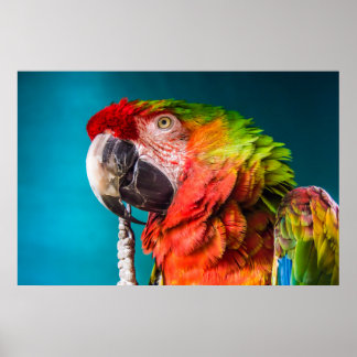 Parrot Modern Photography Poster