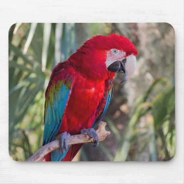 Parrot Mouse Mat (Front)