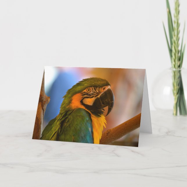 Parrot Note Card (Front)