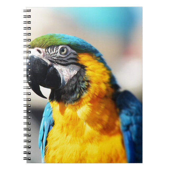 parrot notebook (Front)